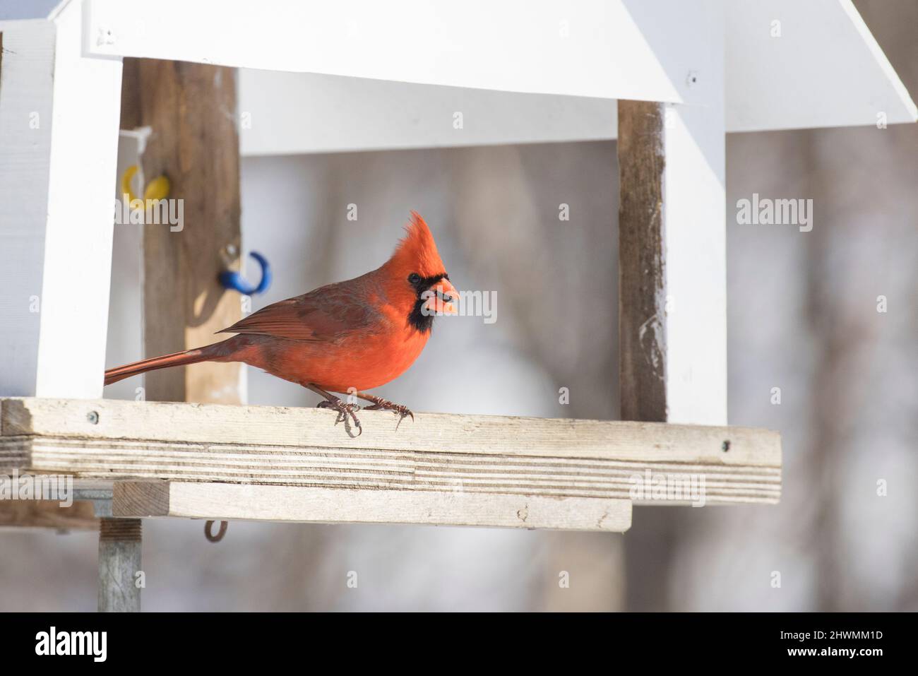 Le cardinal mâle en hiver Banque D'Images