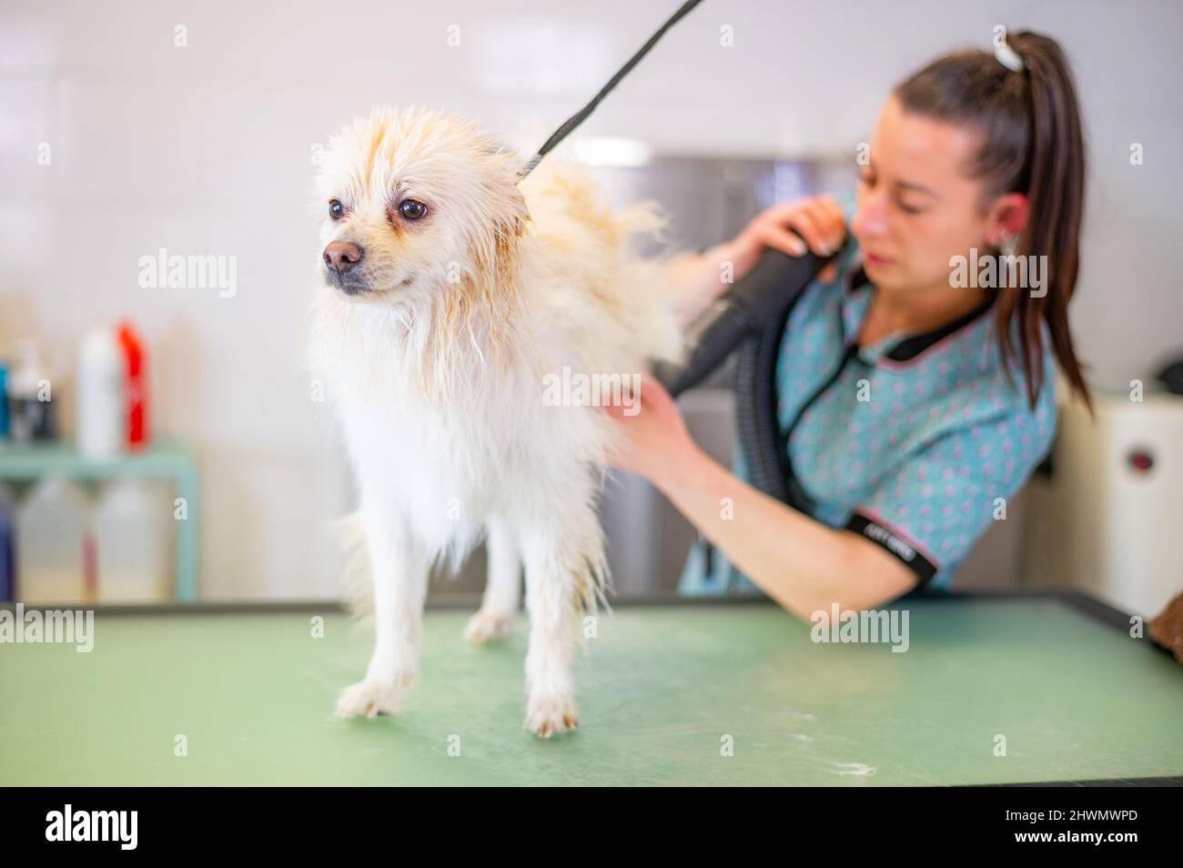 Femme groomer souffle blanc Pomeranian dans un salon de toilettage de chien Banque D'Images