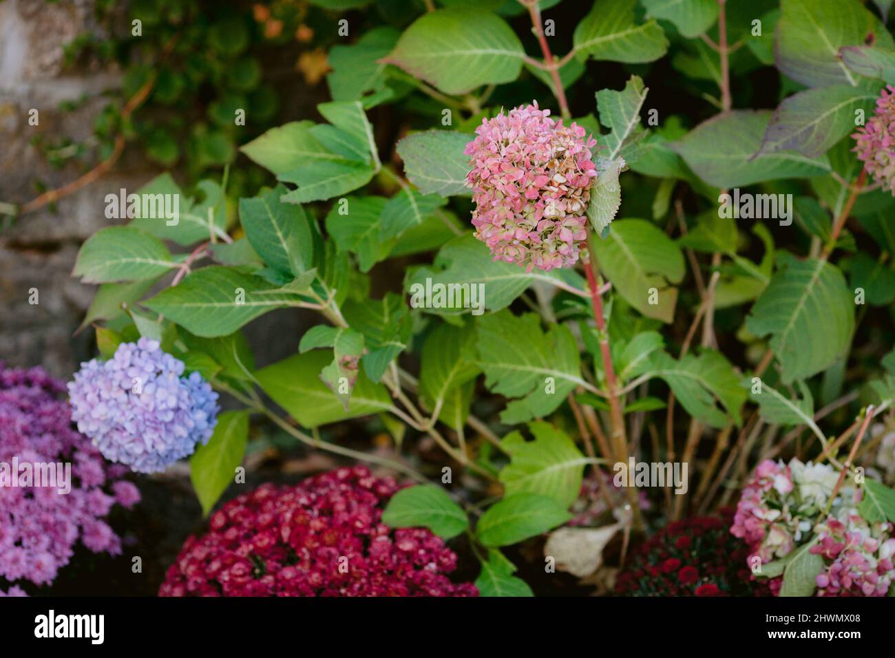 Hortensia et maman plantes dans un jardin avec feuillage vert Banque D'Images