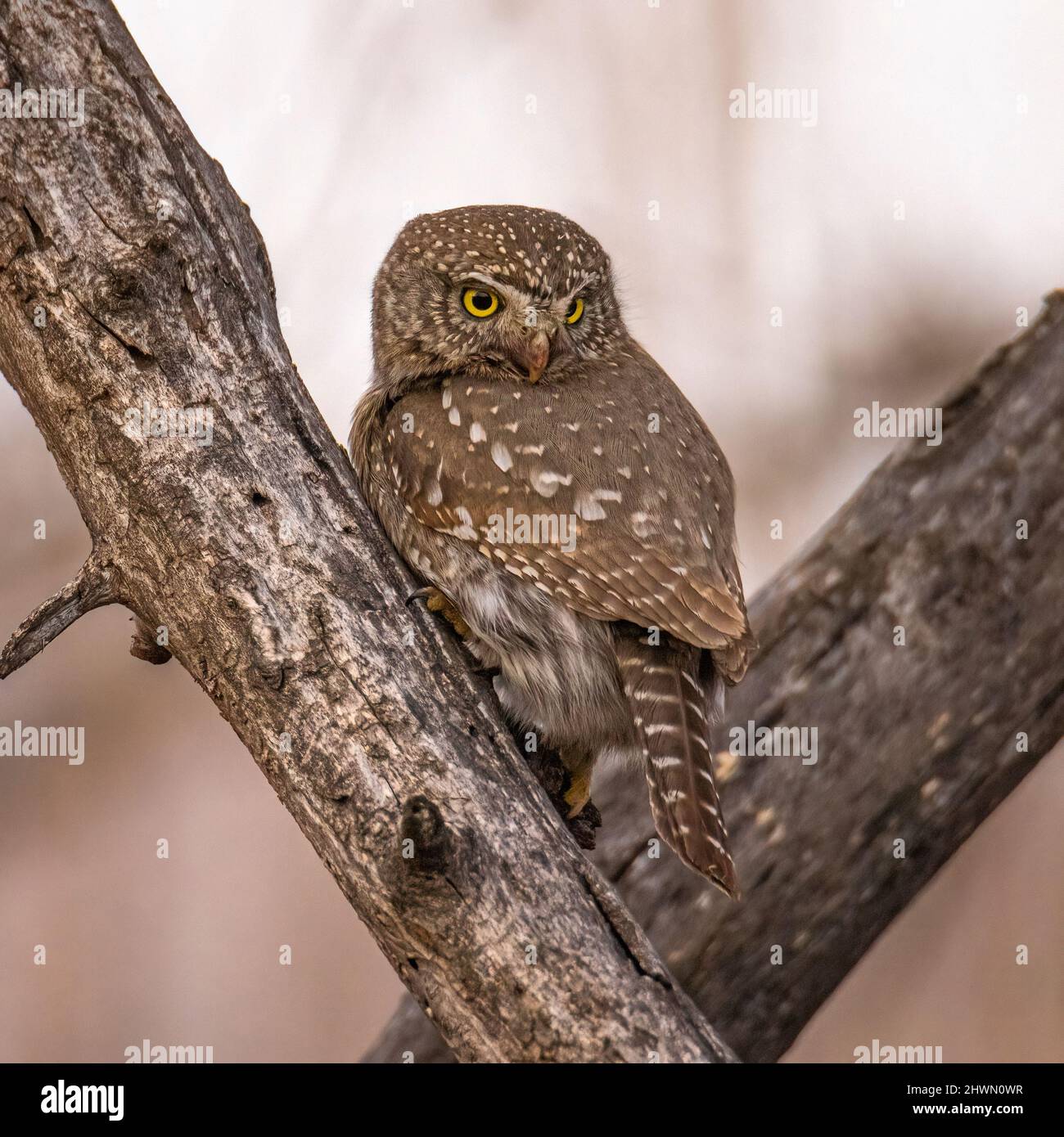 Hibou pygmée du Nord (Glaucidium californicum) perché dans un arbre du Colorado, aux États-Unis Banque D'Images