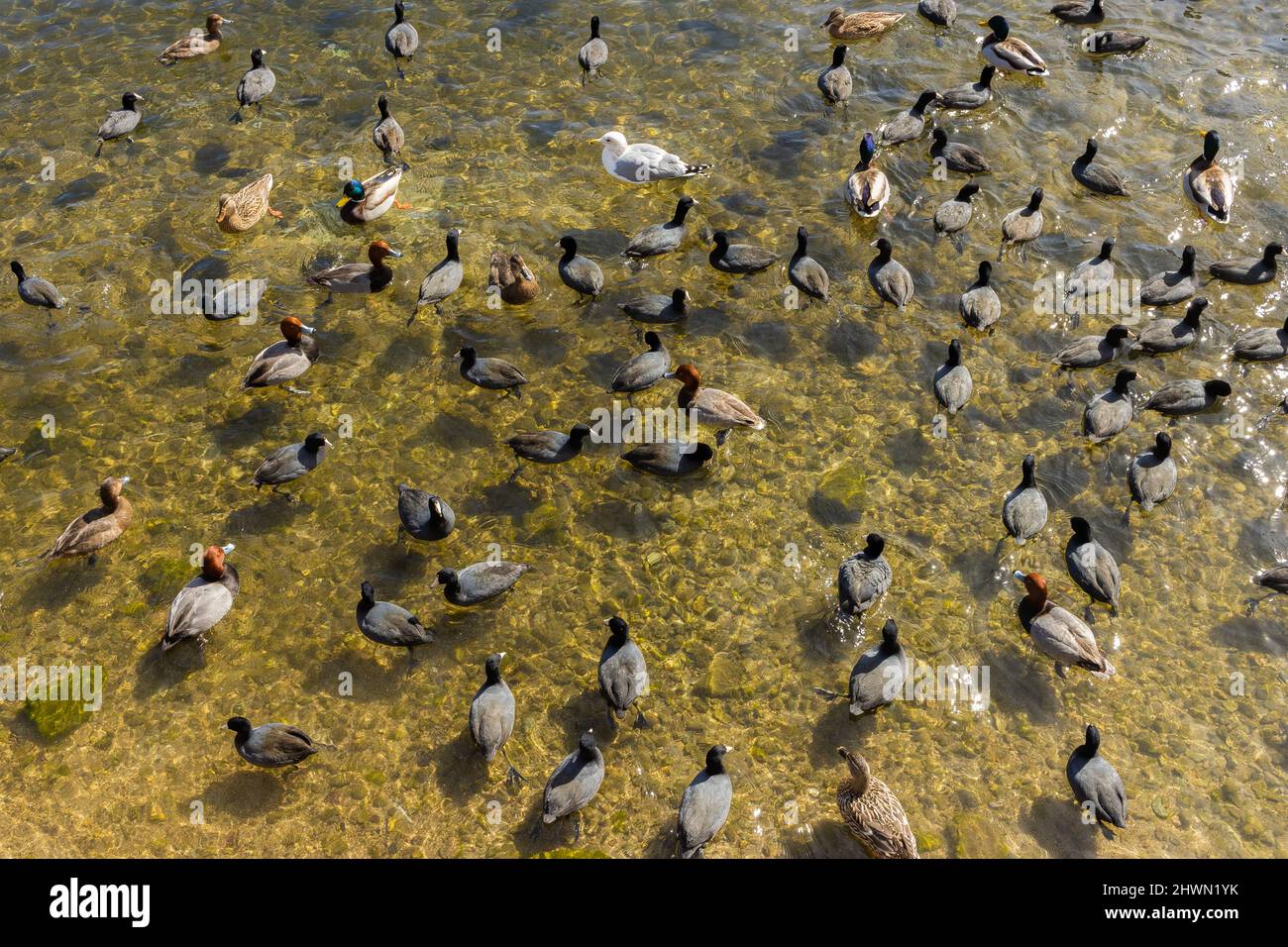 Lac Arrowhead, Californie Banque D'Images