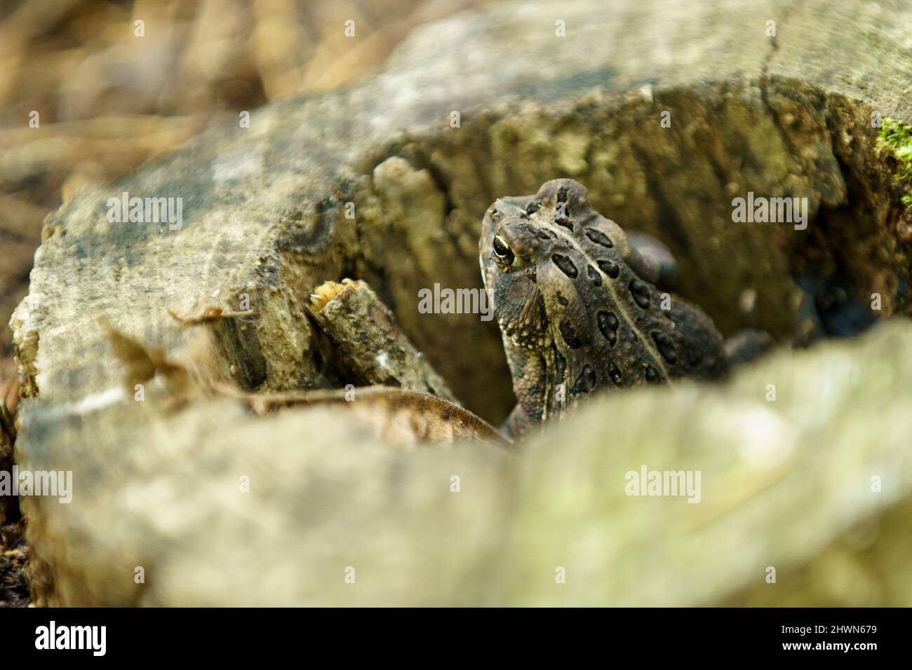 Vue latérale en gros plan de la grenouille grise dans une souche d'arbre pourrie Banque D'Images