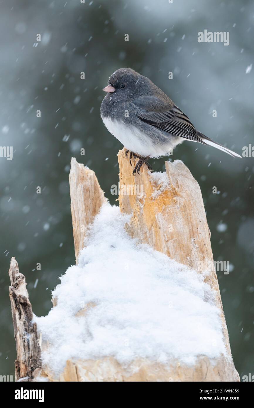 Junco aux yeux sombres (Junco hyemalis), perchée, hiver, E Amérique du Nord, par Dominique Braud/Dembinsky photo Assoc Banque D'Images