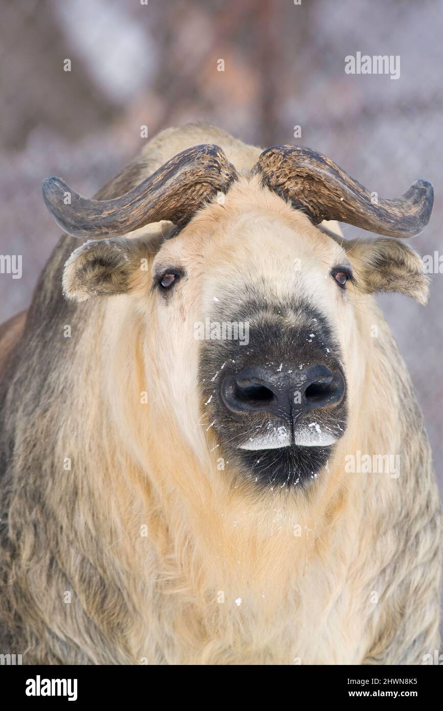 Sichuan ou Takin chinois (Budorcas taxicolor tibetana), Minnesota Zoological Garden, Apple Valley, MN, par Dominique Braud/Dembinsky photo Assoc Banque D'Images