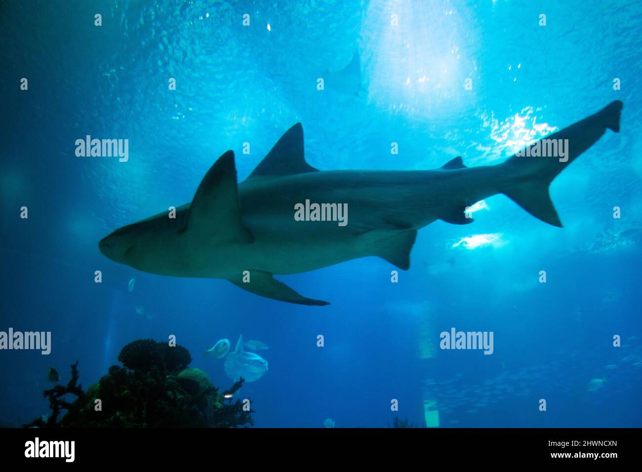 Croisière de requins sous l'eau à l'aquarium de lisbonne, oceanário de Lisboa. Nageoires de requin, nageoire dorsale. Banque D'Images