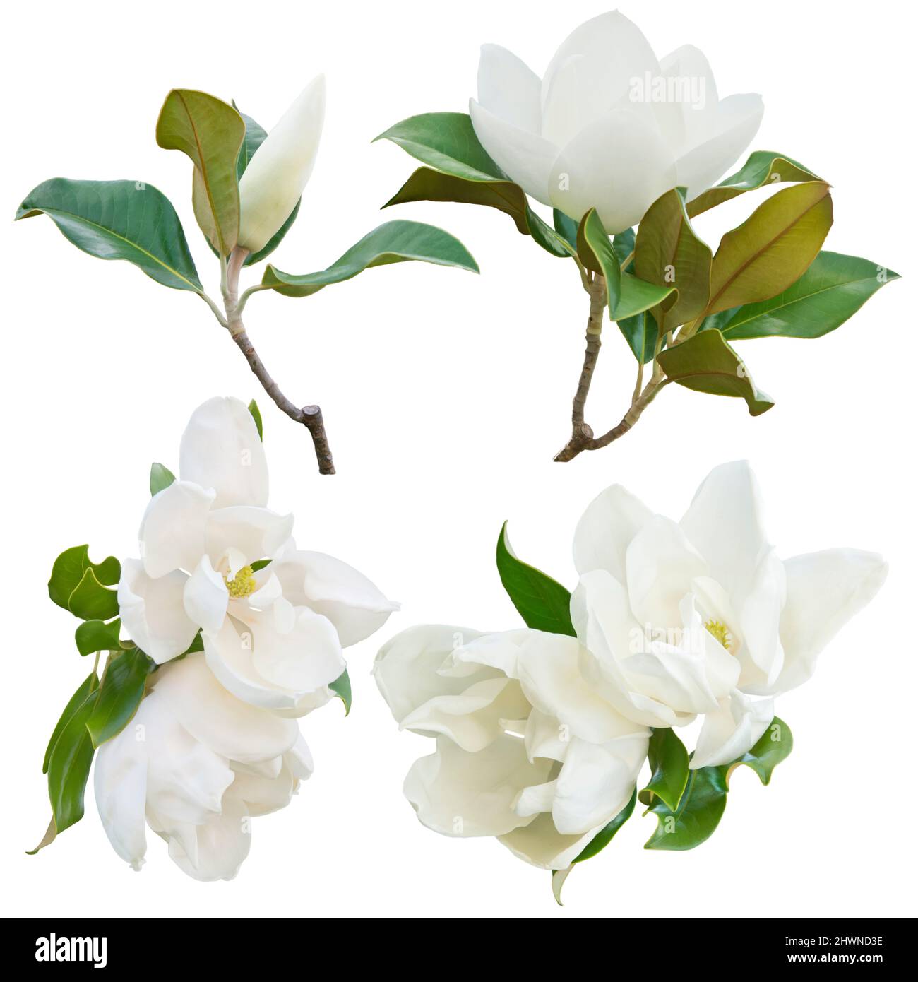 Fleurs de Magnolia isolées sur fond blanc Banque D'Images