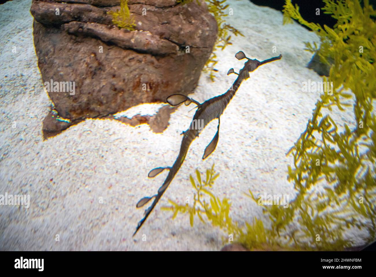L'adragon commun ou l'adragon weedy (Phyllopteryx taeniolatus) est un poisson marin lié aux hippocampes. Ils ont de petits appendices ressemblant à des feuilles. Banque D'Images
