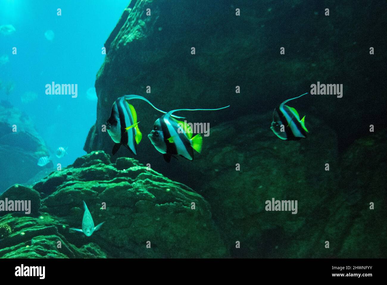 Papillon Heniochus poisson sur aquarium, ray-finned poissons, butterflyfish de la famille des Chaetodontidae. Banque D'Images