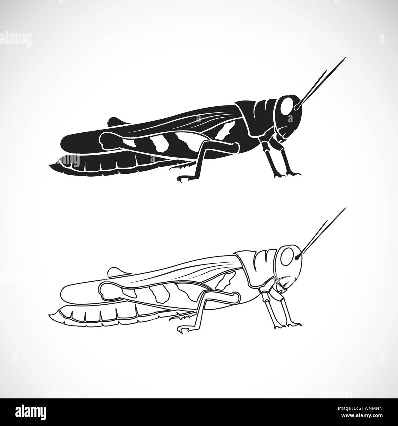 Vecteur de sauterelle sur fond blanc. Insecte animal. Illustration vectorielle superposée facile à modifier. Illustration de Vecteur