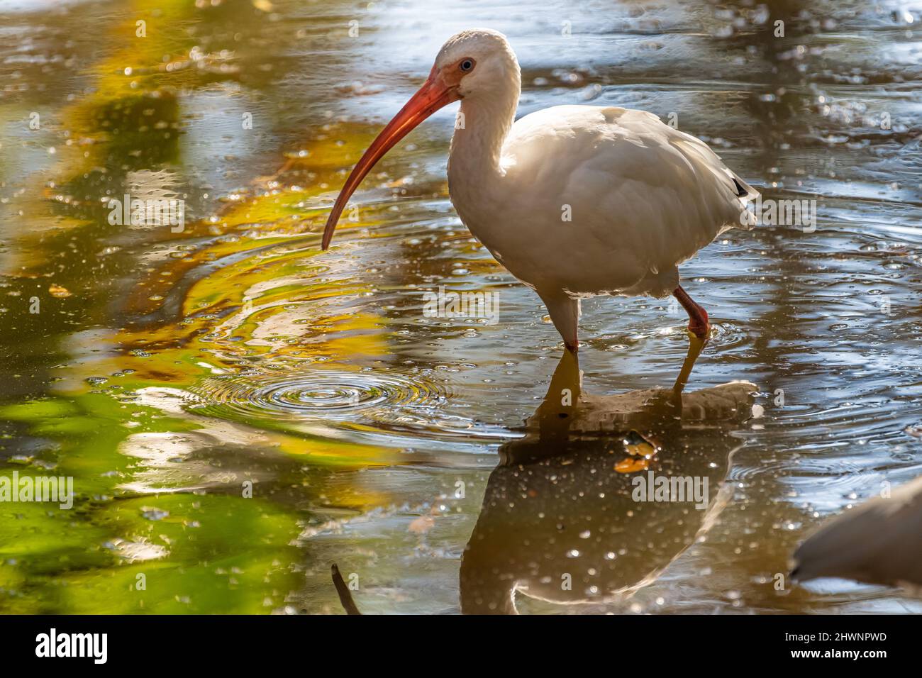 L'ibis blanc américain (Eudocimus albus) se déladre dans un étang au zoo et jardins de Jacksonville, Floride. (ÉTATS-UNIS) Banque D'Images