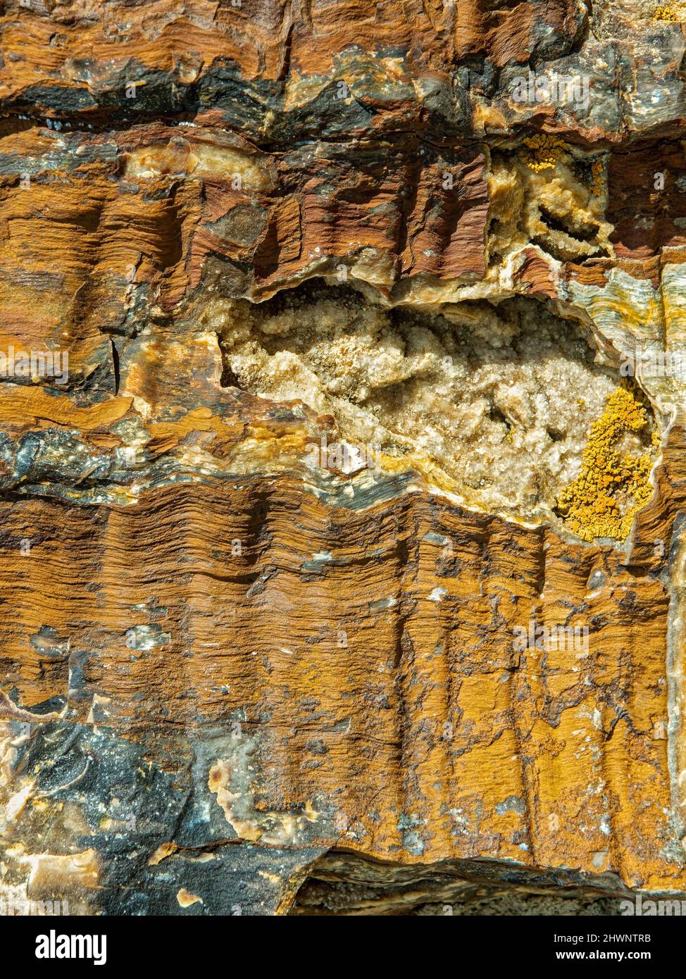 Le lichen pousse sur une section cristallisée de bois pétrifié Banque D'Images