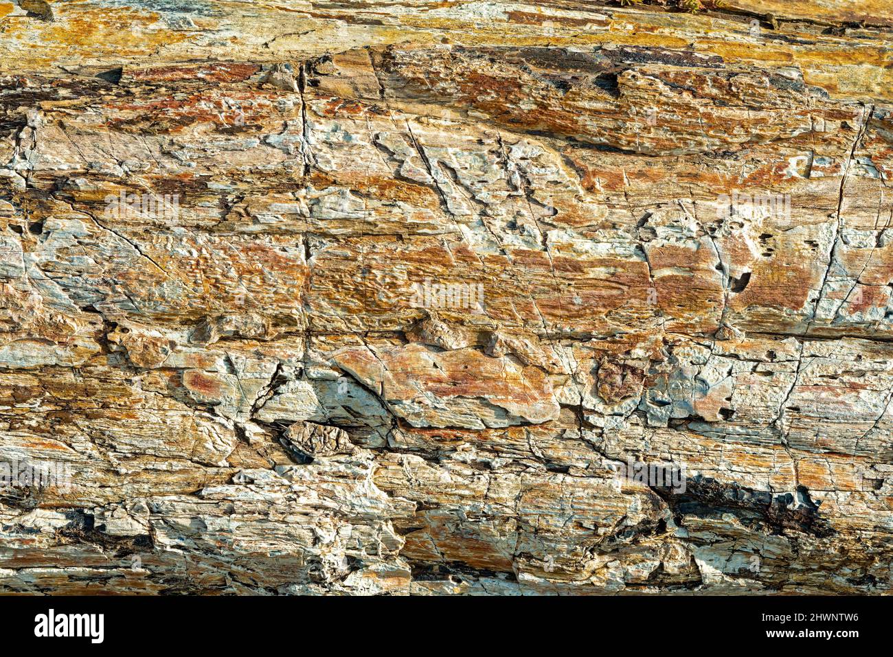 Surface rugueuse fissurée d'un morceau de bois pétrifié Banque D'Images