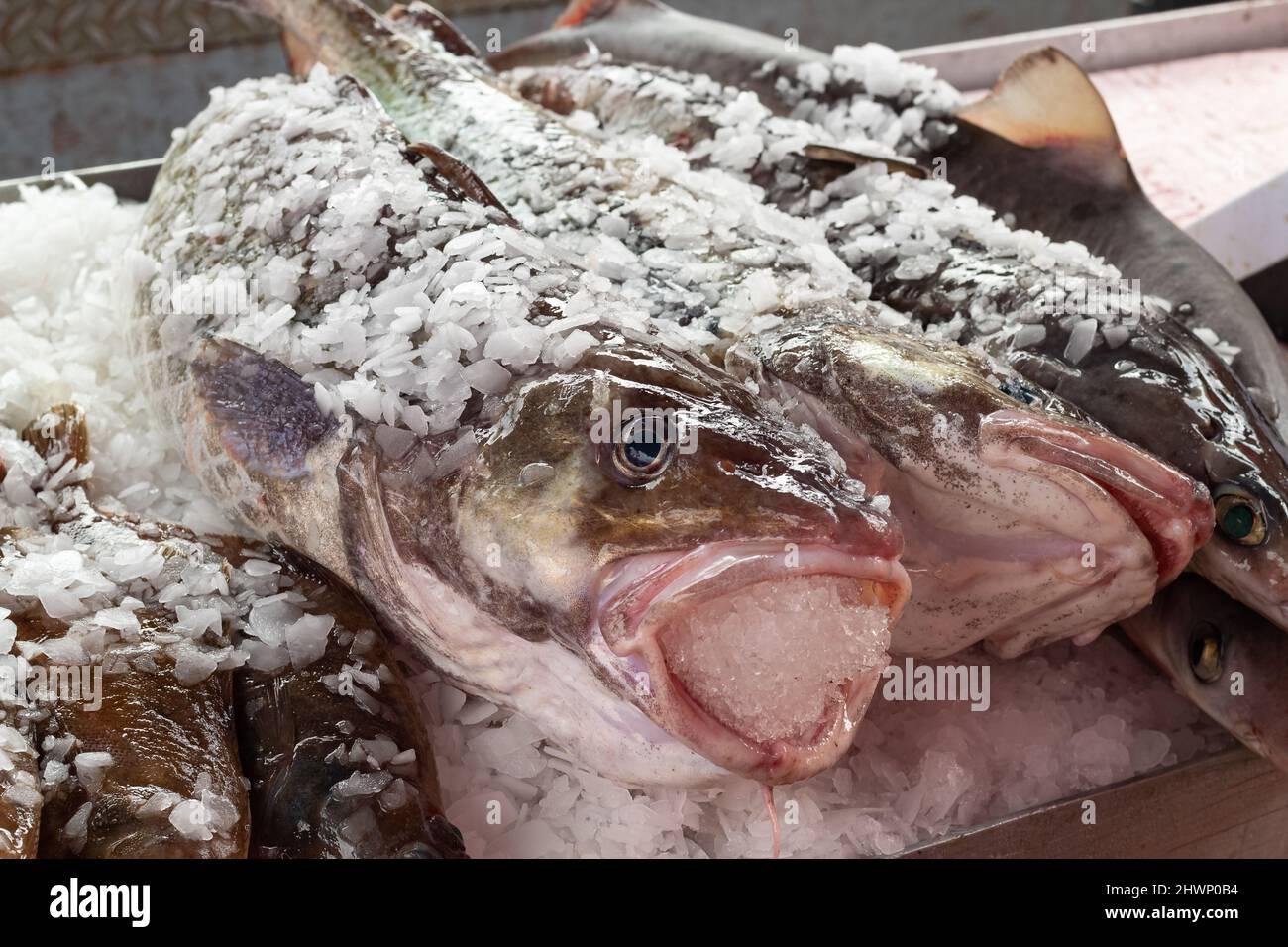 Gros plan sur la glace de poisson frais entier frais et frais. Plateau de marché le poisson frais se range dans la glace. Photo de rue, pas de personne, mise au point sélective Banque D'Images