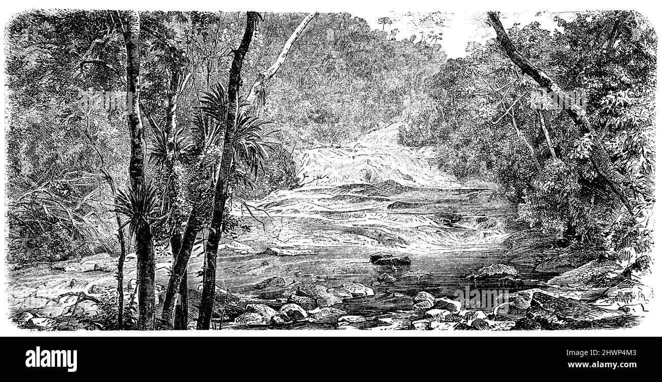 Forêt de montagne brésilienne, , (encyclopédie, 1893), Brasilianischer Bergwald, Forêt de montagne brasilienne Banque D'Images