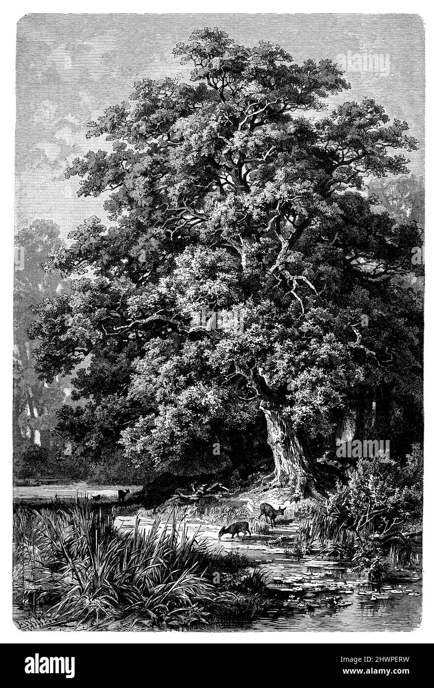 Forêt de chênes allemands, , (atlas, 1909), Deutscher Eichenwald, Forêt de chênes allemande Banque D'Images