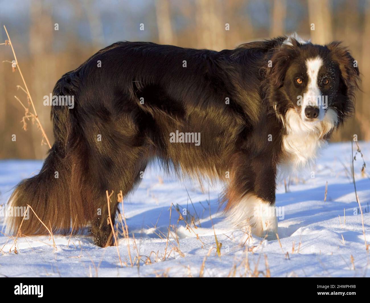 Beau collier de bordure chien debout dans le champ dans la neige, regardant, curieux. Banque D'Images