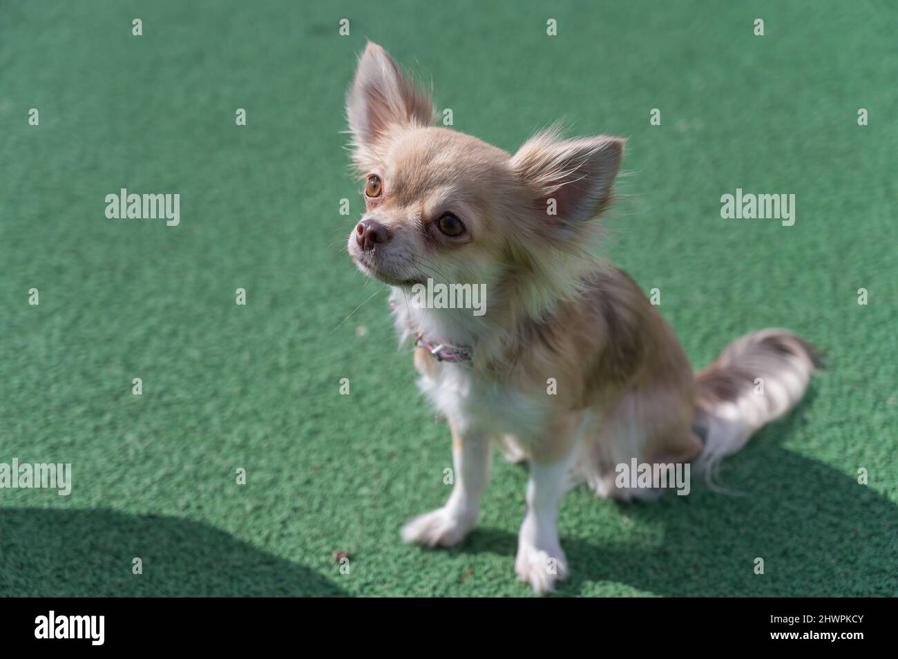 Portrait d'un chien Chihuahua sur fond vert. L'animal est assis sur la  surface verte du terrain de sport. Extérieur. Jour Photo Stock - Alamy