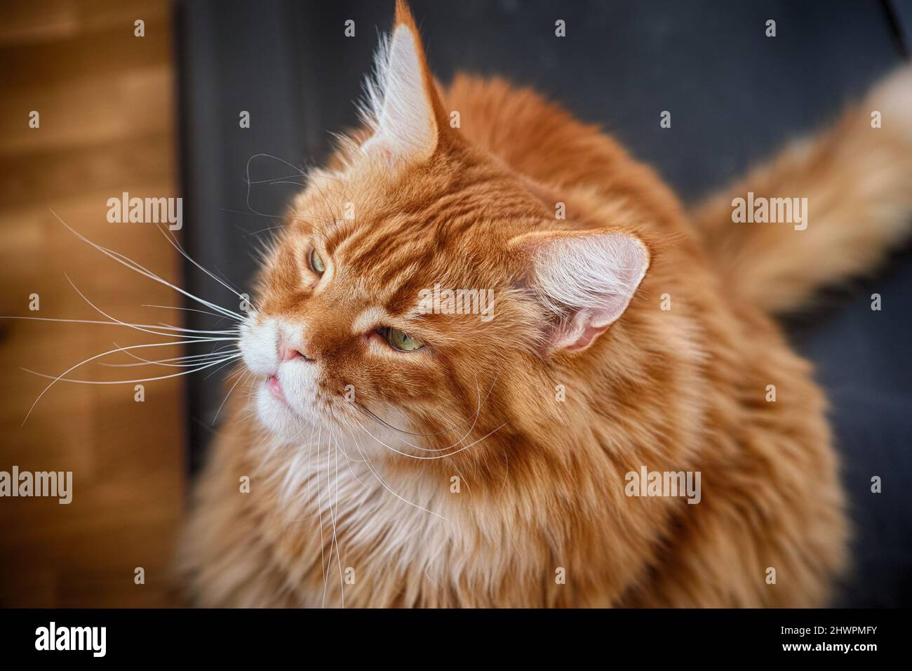 Un chat de maine coon rouge assis et regardant vers le haut. Gros plan. Banque D'Images