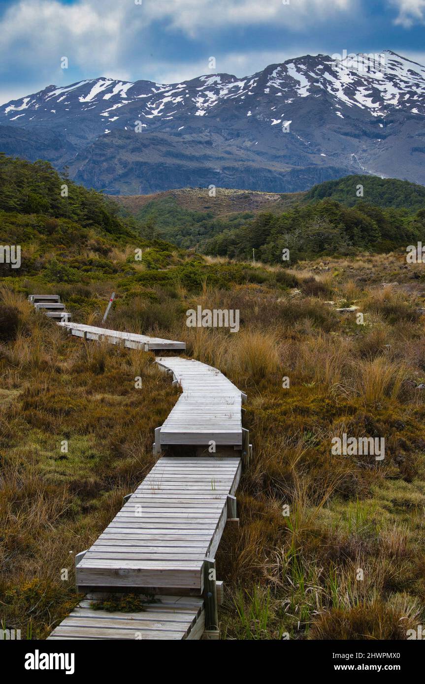 Promenade en bois à travers une zone marécageuse du mont Ruapehu, le plus haut volcan de Nouvelle-Zélande, dans le parc national de Tongariro, une région classée au patrimoine mondial. Banque D'Images