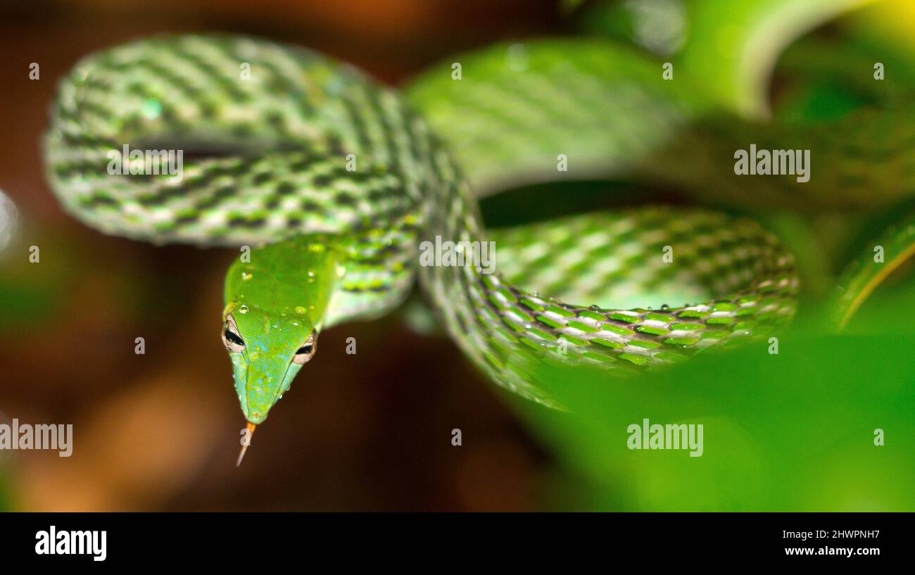 Serpent à vigne verte, serpent whip à long nez, Ahaetulla nasuta, forêt tropicale du parc national de Sinharaja, réserve de biosphère du site du patrimoine mondial de l'UNESCO, Sri Lank Banque D'Images