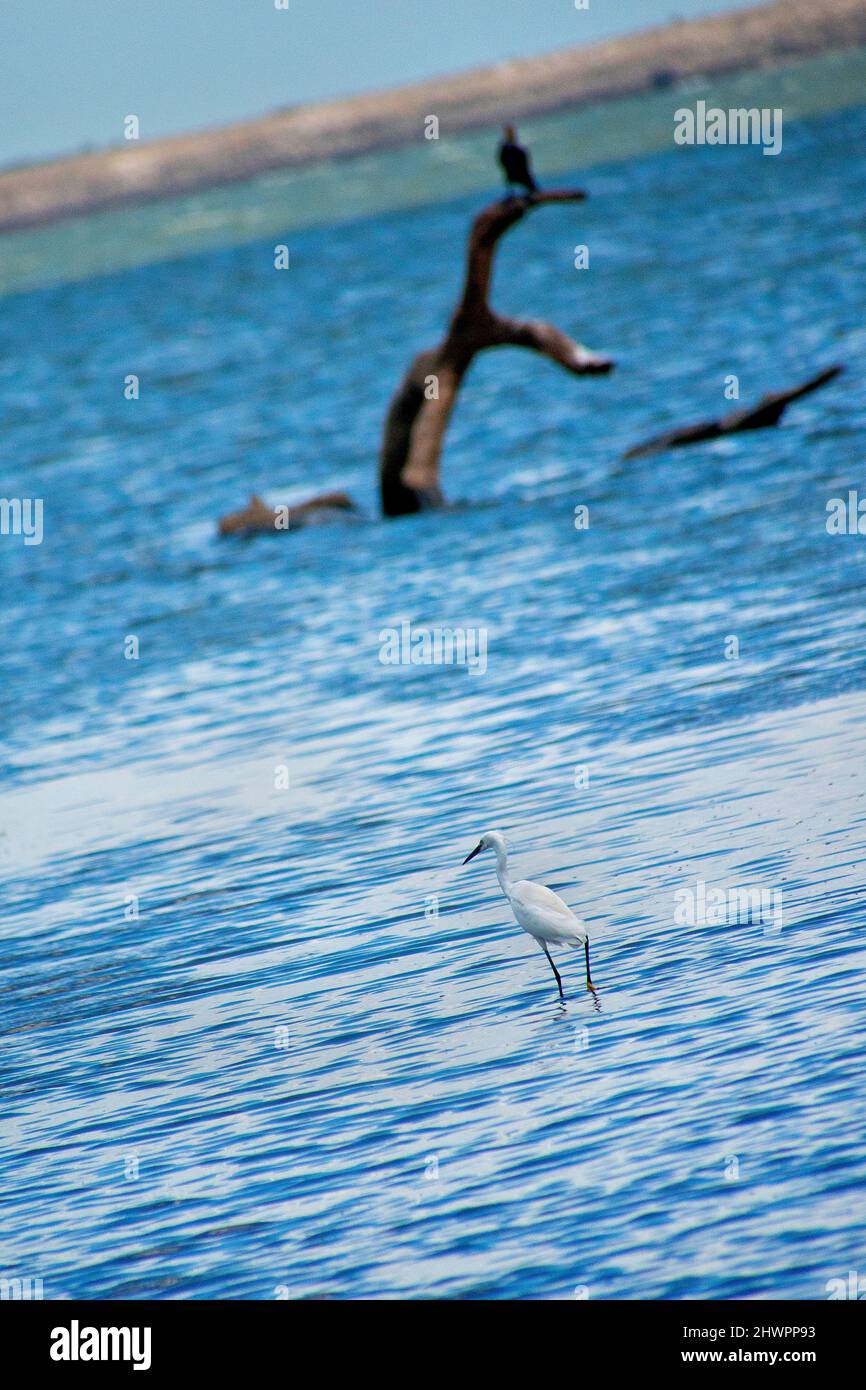 Little Egret, Egretta garzetta, Parc national de la Kaudulla, Sri Lanka, Asie Banque D'Images