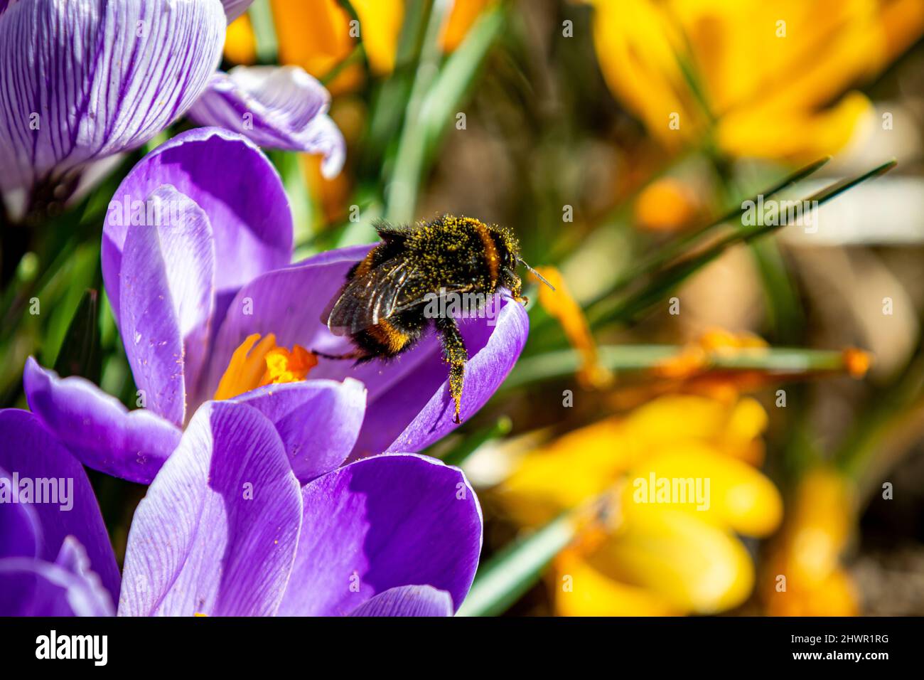 Une abeille sur une fleur au soleil de printemps Banque D'Images