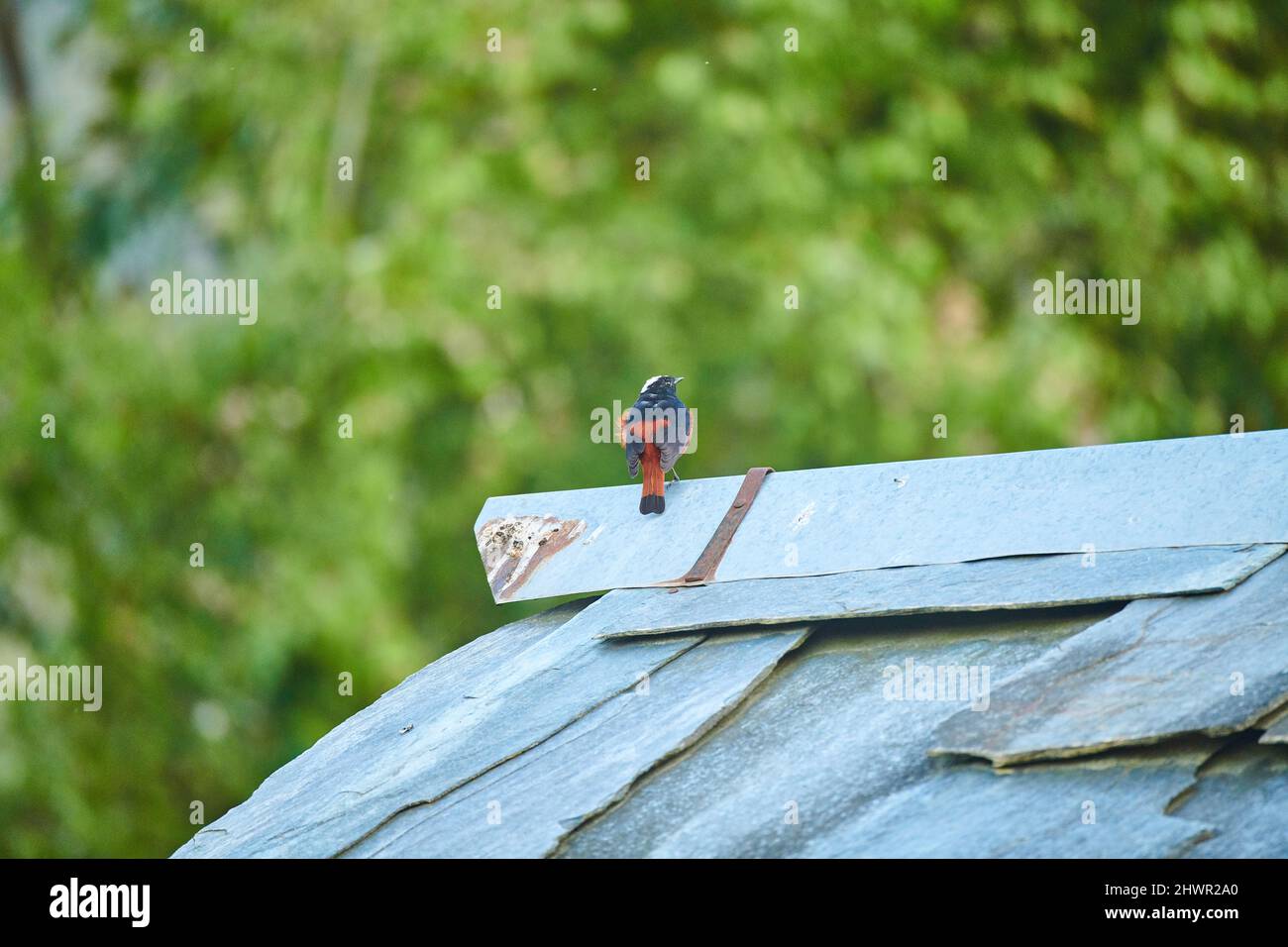 Eau à capuchon blanc Redstart sur un toit en ardoise à Sidhpur, Himachal Pradesh Inde Banque D'Images