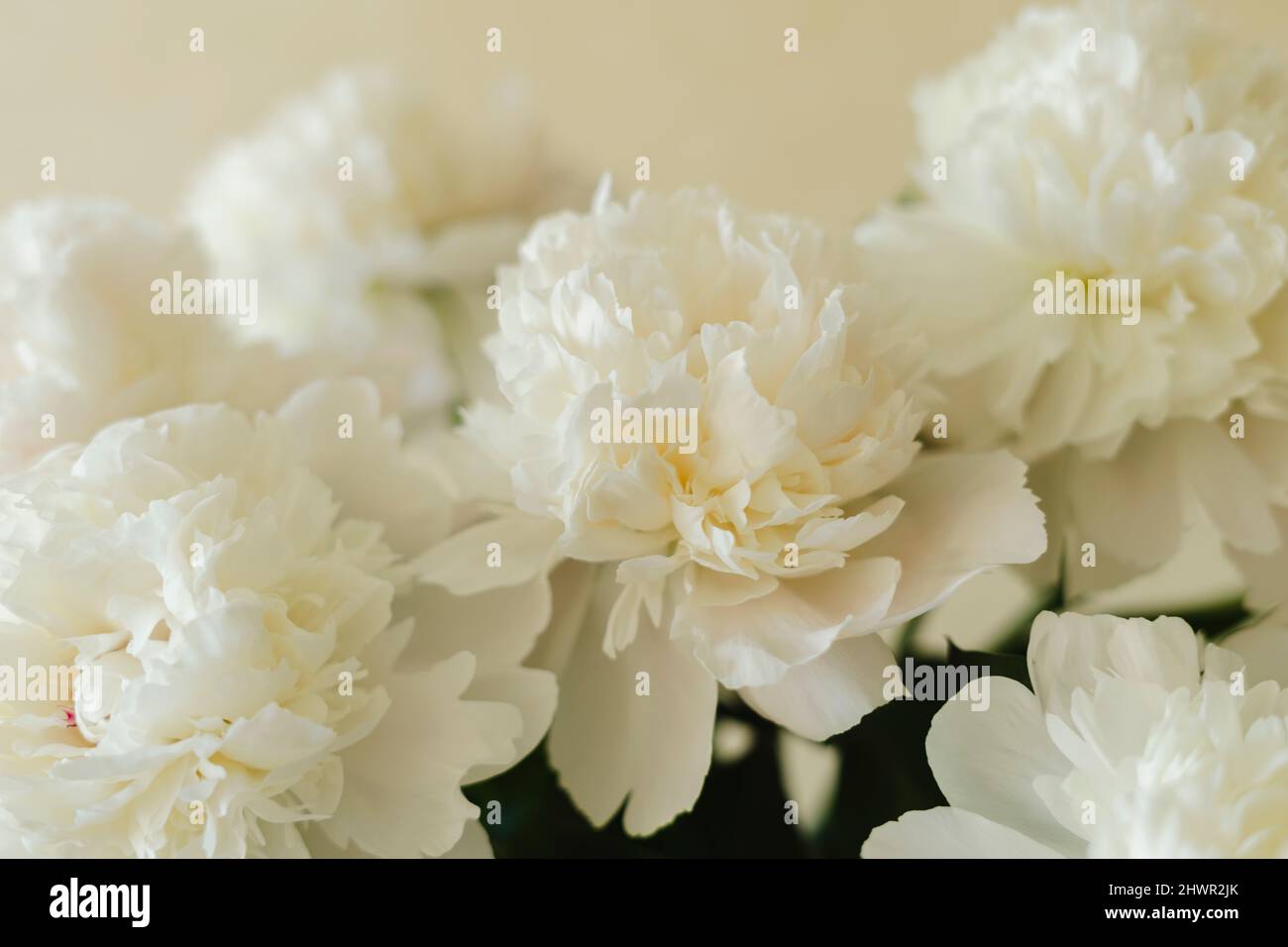 Bouquet de fleurs de pivoine blanc frais Banque D'Images