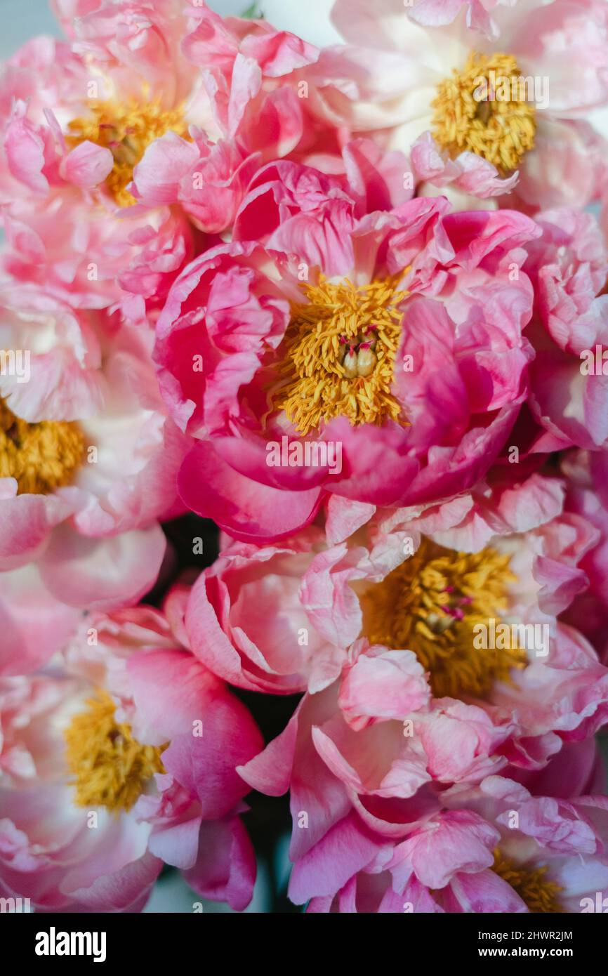 Bouquet de fleurs de pivoine rose fraîches Banque D'Images