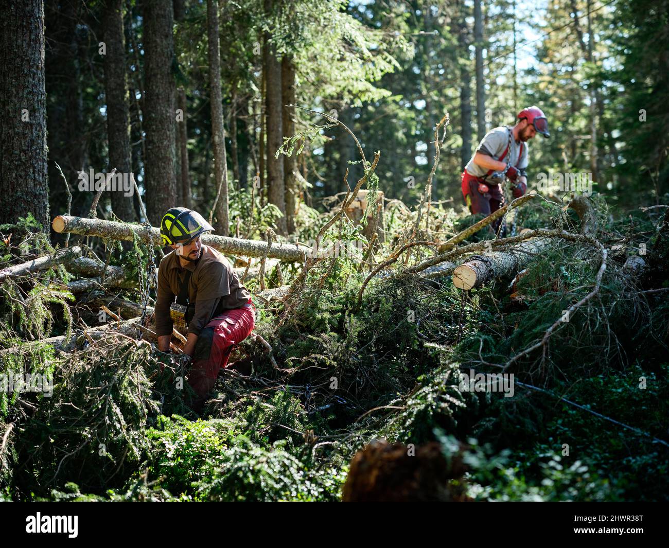 Bûcherons travaillant dans une forêt verte Banque D'Images