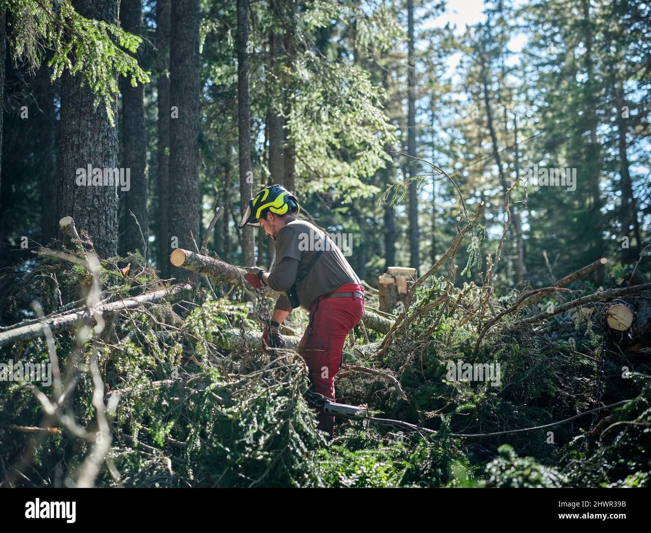 Forester travaillant dans la forêt verte Banque D'Images