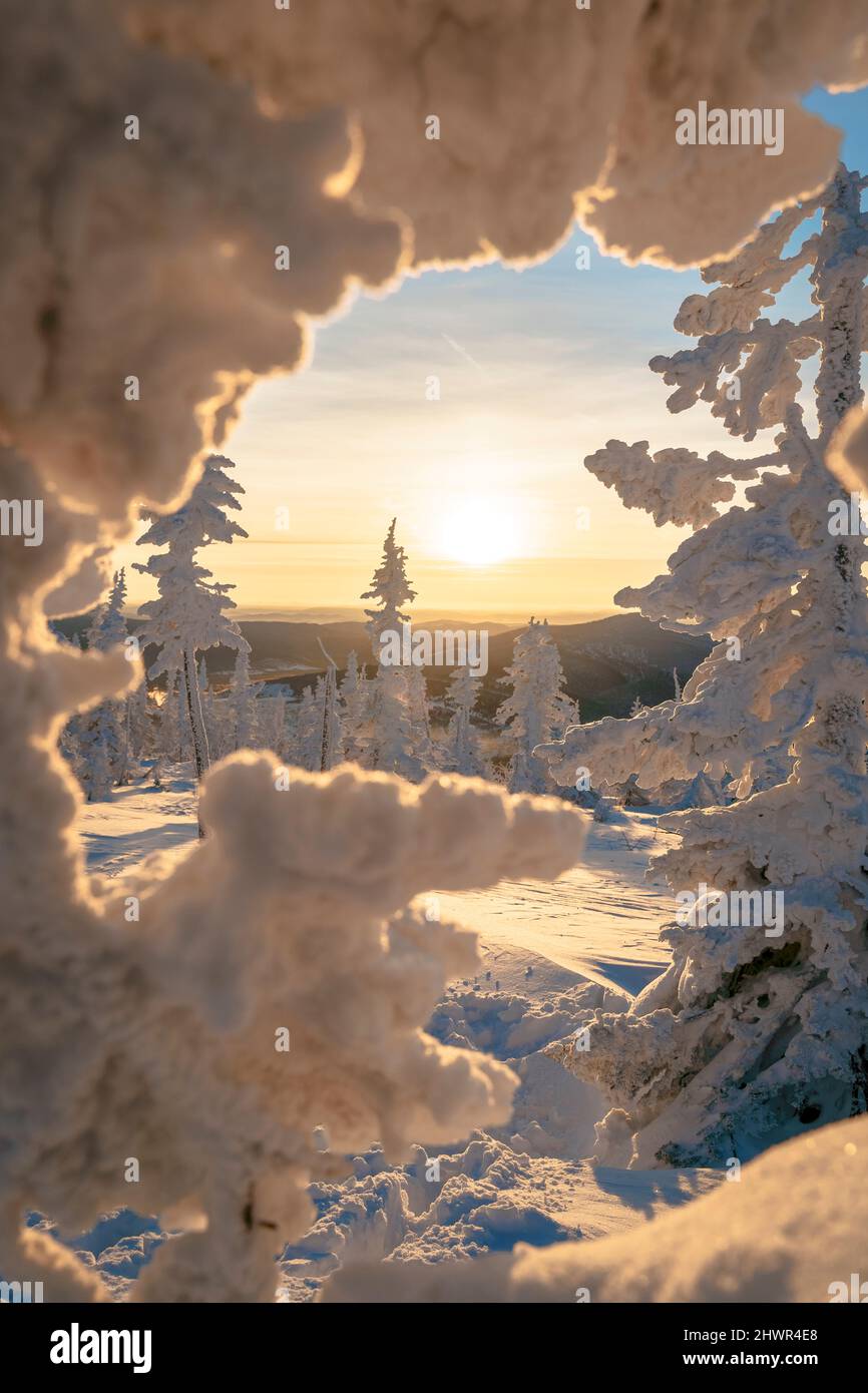 Ciel de lever du soleil vu à travers des arbres enneigés à Sheregesh, Russie Banque D'Images