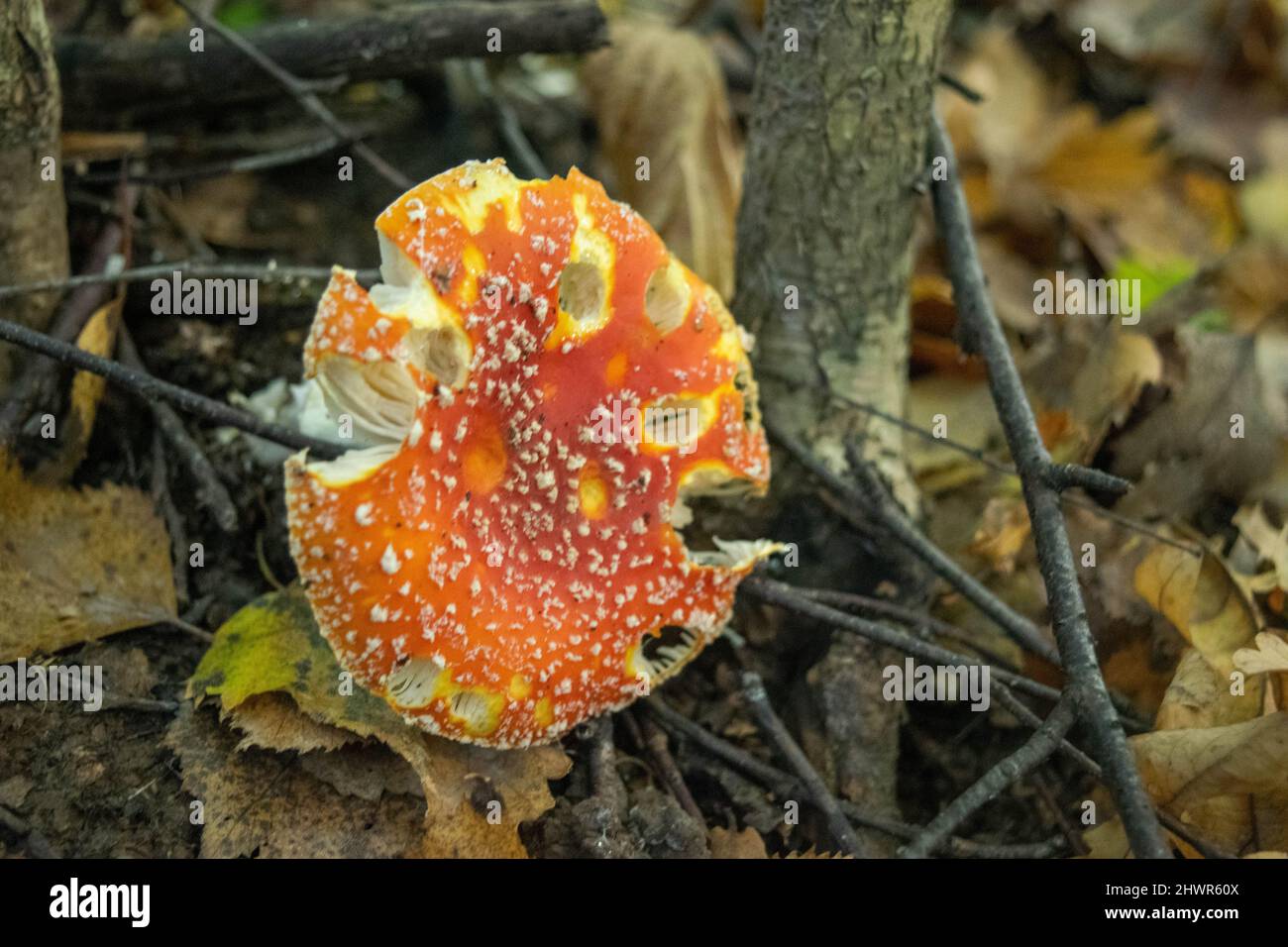 Un champignon toxique et hallucinogène Fly agaric dans l'herbe contre le fond d'une forêt d'automne.Gros plan sur les champignons toxiques rouges dans la nat Banque D'Images