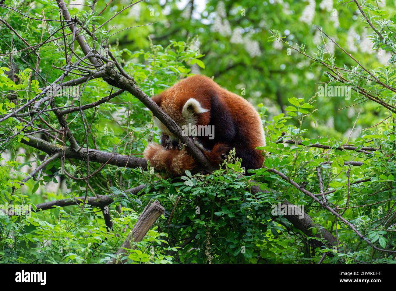 Panda rouge (Ailurus fulgens) se toilettant sur un arbre. Ils sont également connus comme le panda inférieur. Banque D'Images