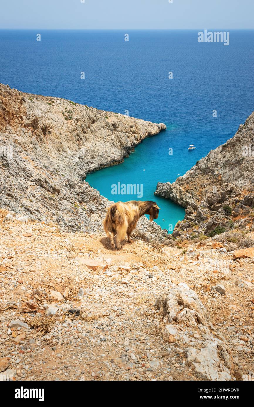 Chèvre au-dessus de la célèbre plage de Seitan Limani en Crète, Grèce Banque D'Images