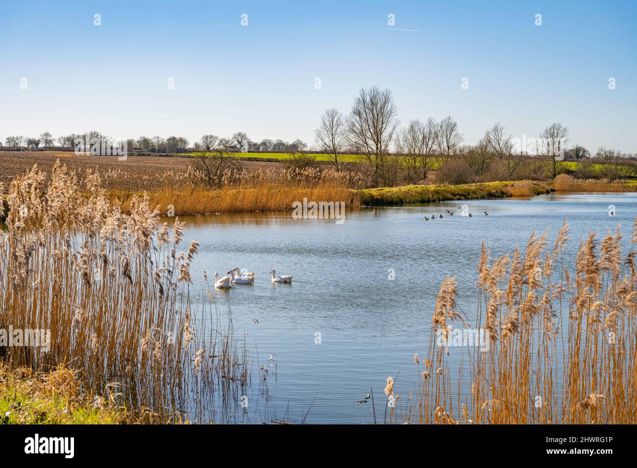 L'homme a fait le lac d'irrigation entre Pleshey et Great Waltham, Essex Banque D'Images