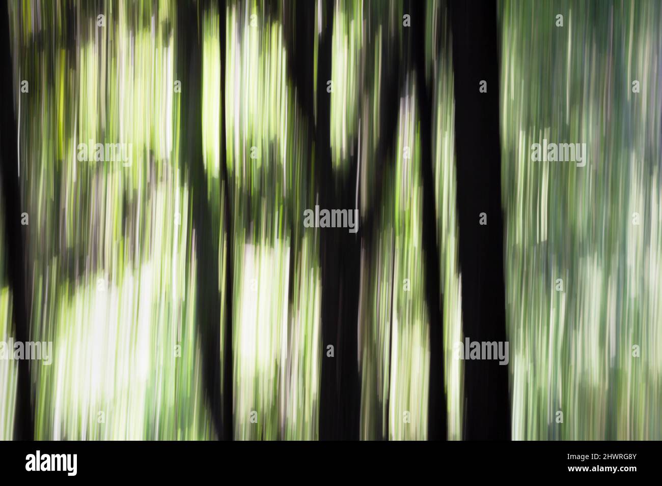 Forêt de magie et de conte de fées. Arbres flous, nets - photographie symbolique abstraite pour la nature et l'environnement, image horizontale Banque D'Images