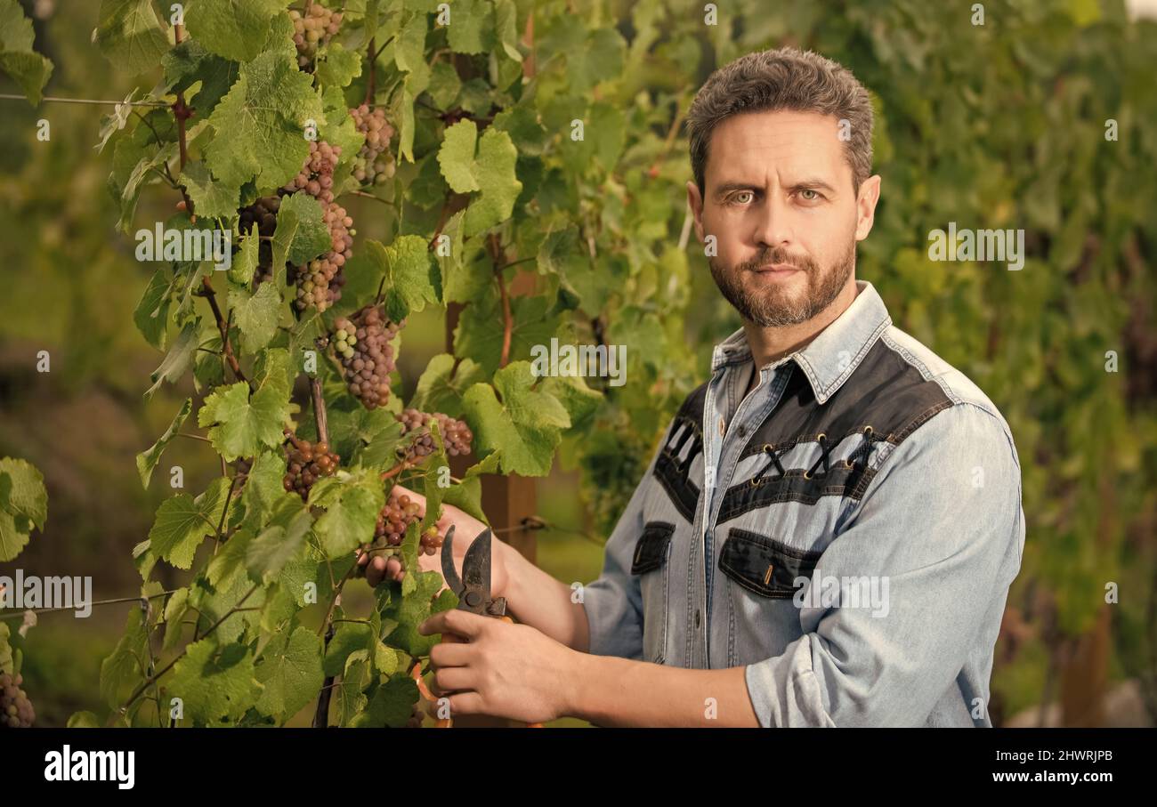 oenologue coupant la vigne avec des ciseaux de jardin, jardinage Banque D'Images