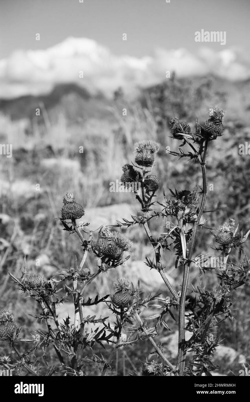 Mont blanc recouvert de neige en été. Vue de Crét de Châtillon, France. Fleurs de chardon au premier plan. Photo historique noir blanc. Banque D'Images