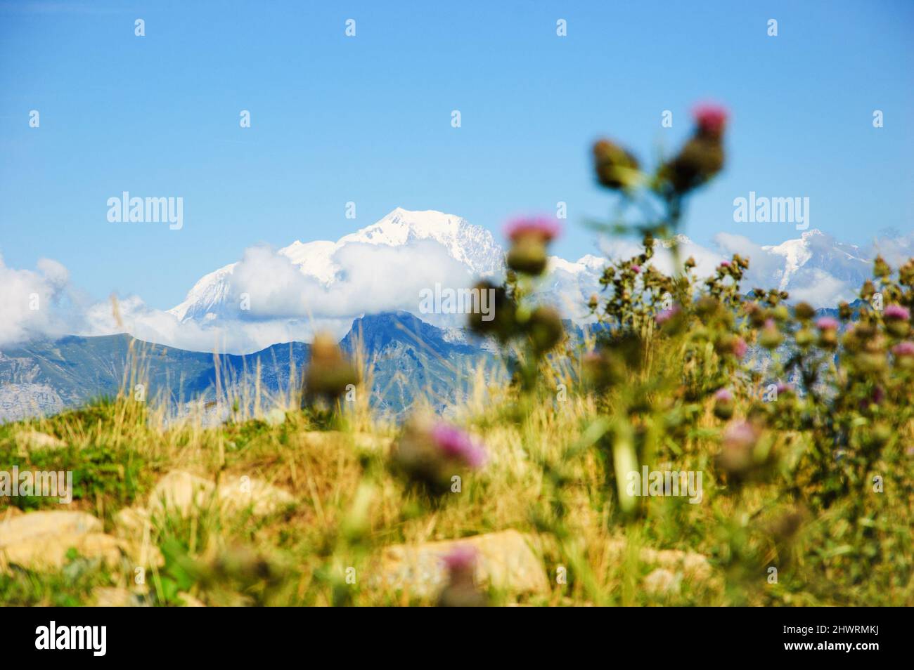 Mont blanc recouvert de neige en été. Vue de Crét de Châtillon, France. Accent sélectif sur les montagnes flous chardon fleur au premier plan Banque D'Images