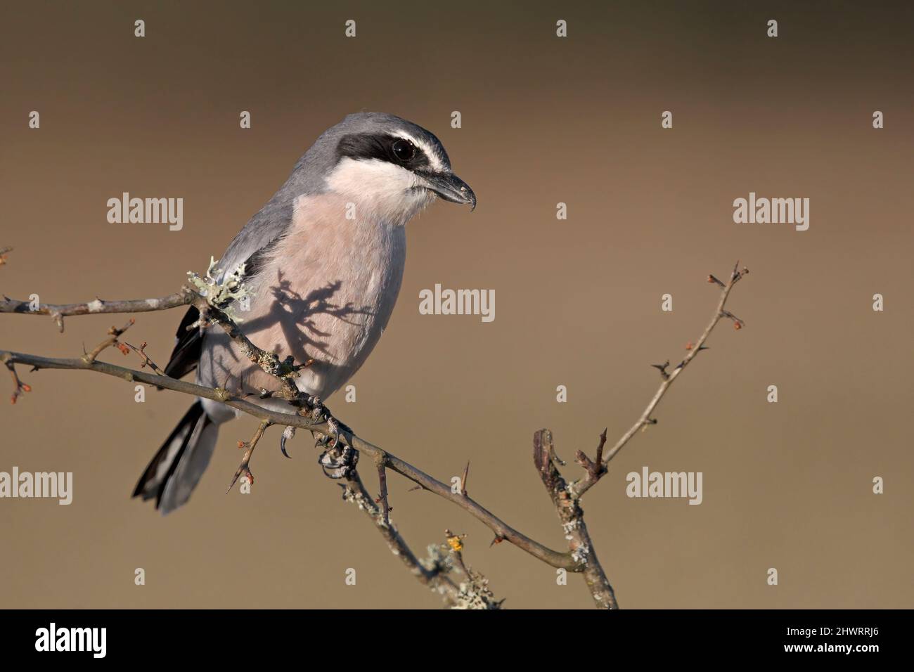 Grand Shrike du Sud, Calera y Chozas, Espagne, avril 2017 Banque D'Images