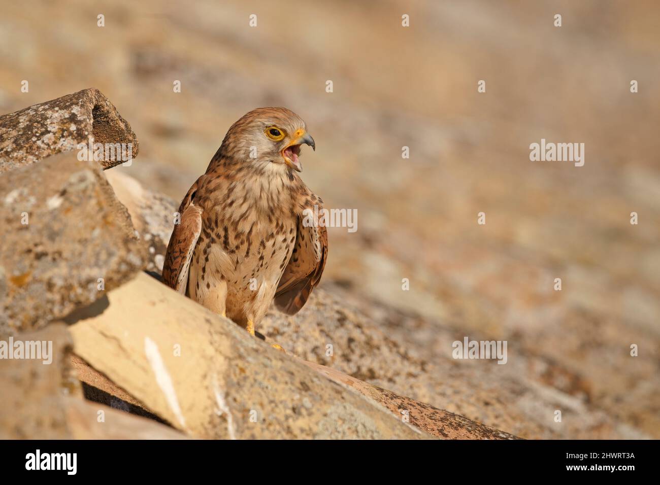 Lesser Kestrel, Calera y Chozas, Espagne, avril 2017 Banque D'Images