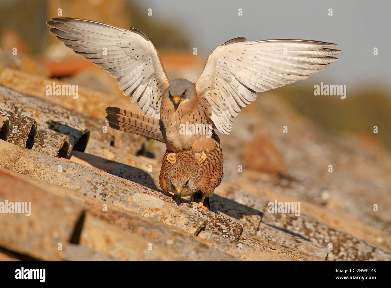 Lesser Kestrel, Calera y Chozas, Espagne, avril 2017 Banque D'Images