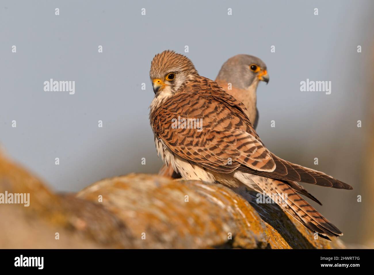 Lesser Kestrel, Calera y Chozas, Espagne, avril 2017 Banque D'Images