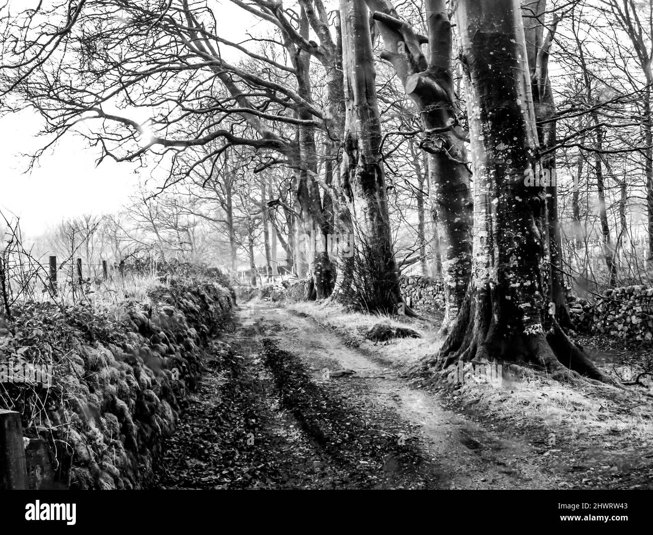 Un chemin de terre rural bordé d'arbres humides dans le Lake District, en Angleterre, en noir et blanc Banque D'Images