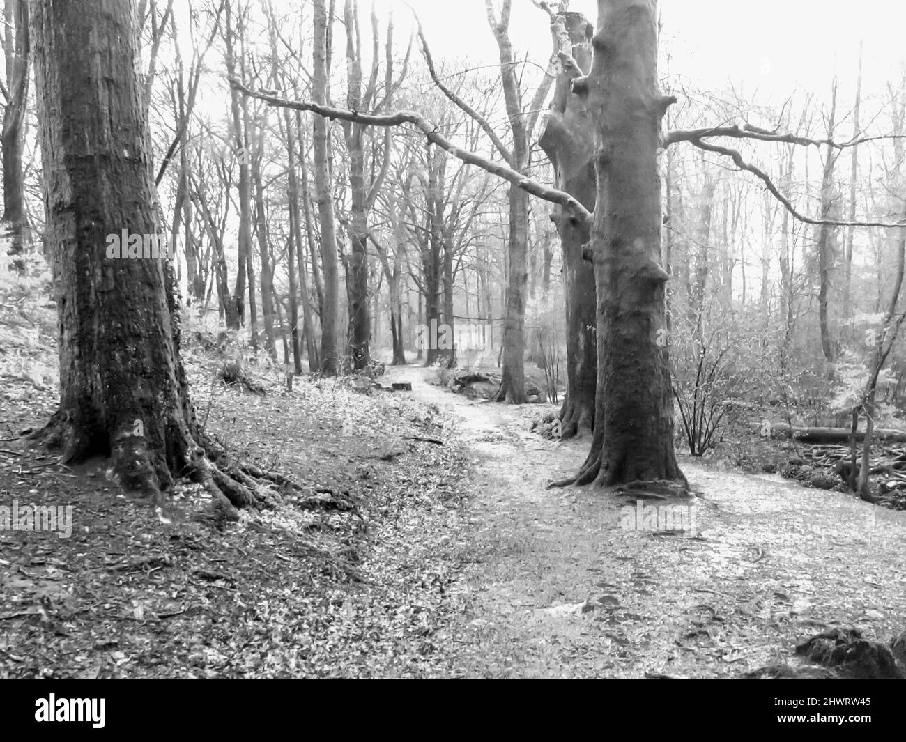 Un sentier menant à travers une forêt dans le Lake District, au Royaume-Uni, lors d'une journée humide et froide au début du printemps Banque D'Images