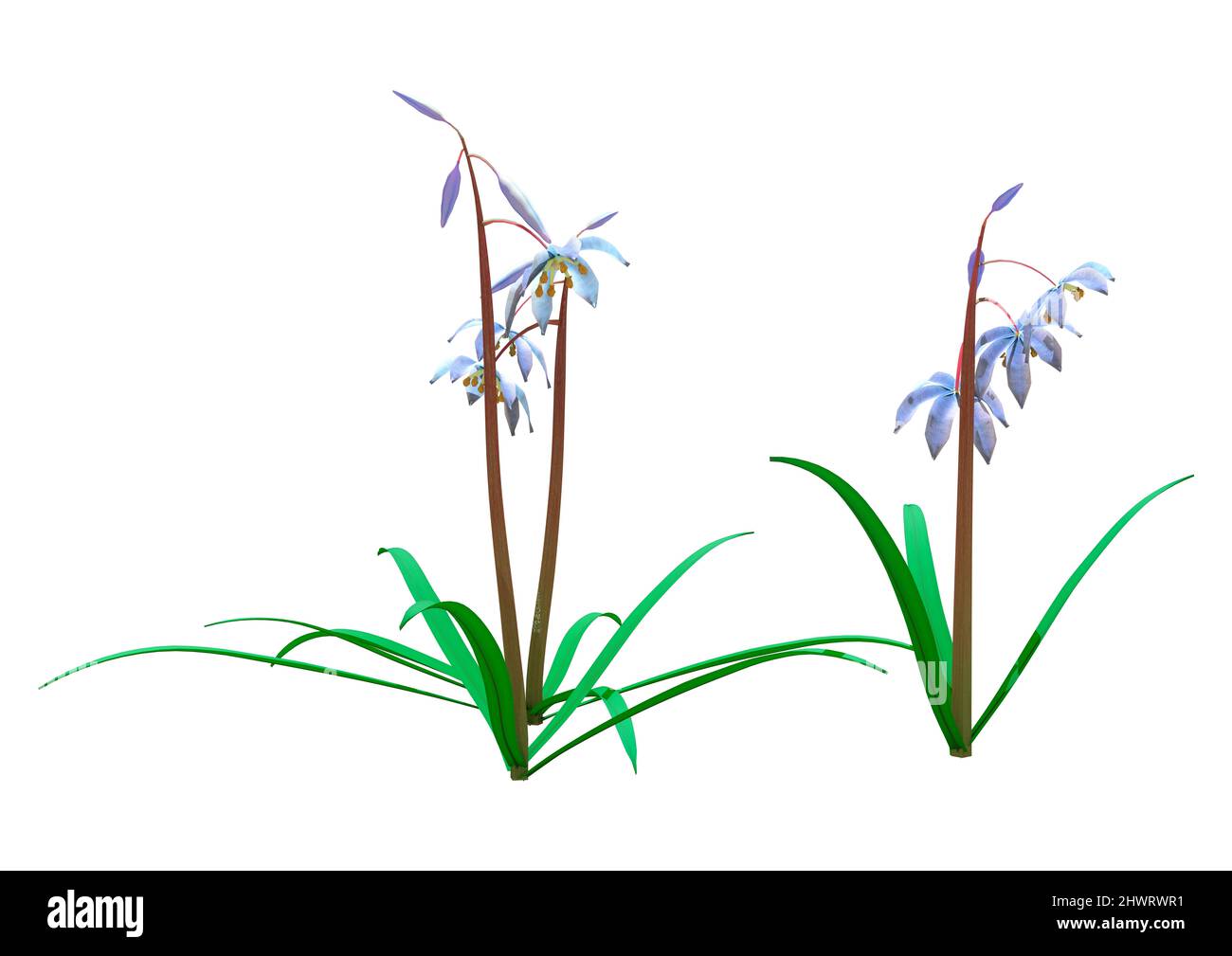 3D rendu de fleurs de scilla siberica ou de calmar sibérien ou de calmar de bois isolées sur fond blanc Banque D'Images