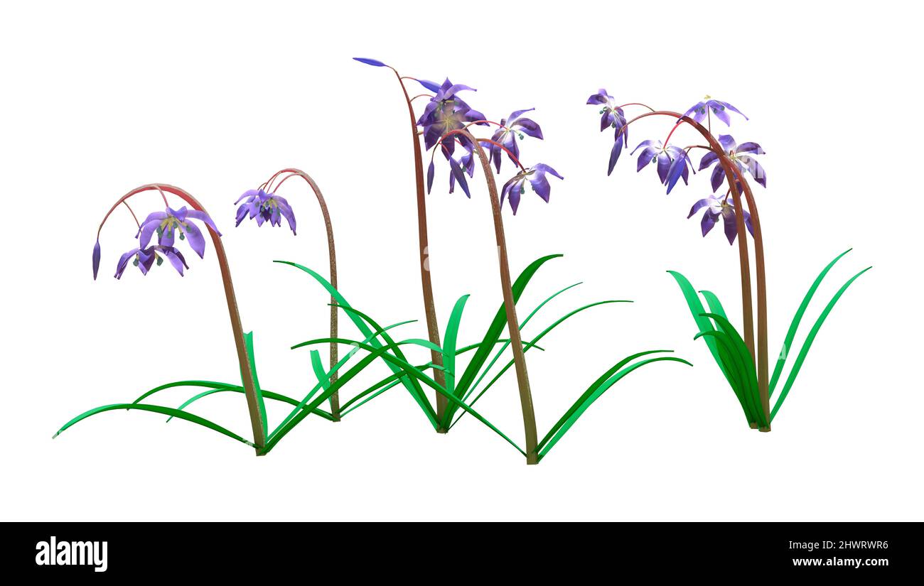 3D rendu de fleurs de scilla siberica ou de calmar sibérien ou de calmar de bois isolées sur fond blanc Banque D'Images