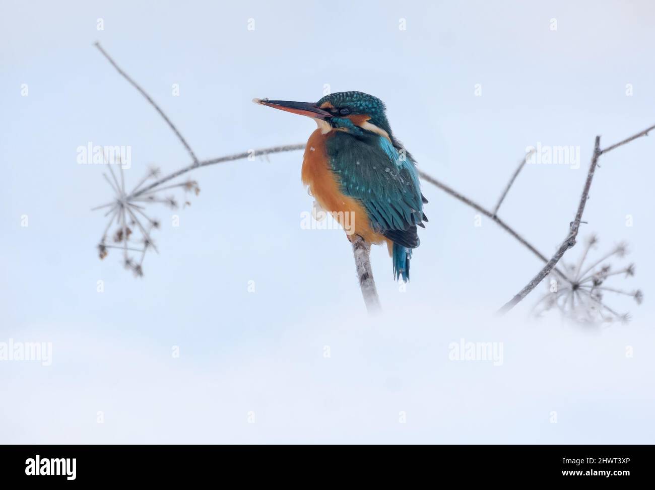 kingfisher commun (Alcedo atthis) perchée pour la chasse dans la neige et le froid rigoureux temps d'hiver Banque D'Images