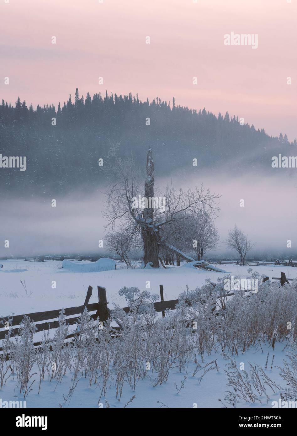 Arbre d'hiver solitaire. Solitude douce. Journée froide et nuageux avec beaucoup de neige. Hiver neige blizzard et brouillard dans la forêt près du village. Banque D'Images